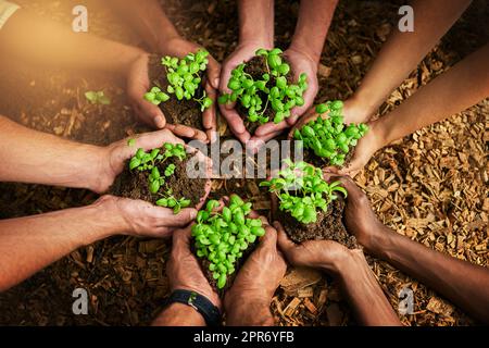 Gemeinsam für eine grüne Sache arbeiten. Ein kurzer Schuss einer Gruppe von Menschen, die Pflanzen halten, die aus dem Boden wachsen. Stockfoto