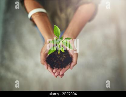 Gehen Sie vorsichtig und vorsichtig mit Ihrem Unternehmen um. Eine junge Geschäftsfrau, die eine im Boden wachsende Pflanze in der Hand hält. Stockfoto