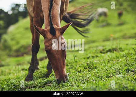 Er kann sich jederzeit und überall einen Snack holen. Zugeschnittenes Bild eines Pferdes, das Gras auf einem Bauernhof im Freien frisst. Stockfoto