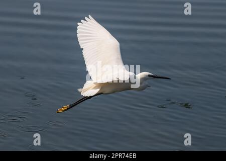 Blick über den Großen Weissen Reiher (Ardea alba) Fliegen um den See. Stockfoto