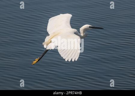 Blick über den Großen Weissen Reiher (Ardea alba) Fliegen um den See. Stockfoto