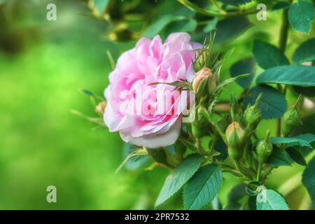 Nahaufnahme einer einzelnen rosa Rose, die im Frühling in einem Park wächst. Blühender Busch in einem botanischen Garten oder Arboretum auf einem unscharfen grünen Hintergrund. Saisonale Blüten im Garten Stockfoto