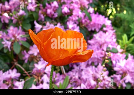 Blühende orangefarbene tropicana-Rosenblume in einem botanischen Garten an einem sonnigen Tag im Freien. Wunderschöne blühende Pflanzen blühen im Frühling auf einem üppigen grünen Feld. Flora blüht in ihrer natürlichen Umgebung Stockfoto