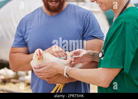 Ein kranker Vogel kann die ganze Herde infizieren. Aufnahme eines Tierarztes, der auf einer Geflügelfarm einem Huhn eine Injektion verabreicht. Stockfoto