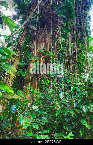 Hoher Baum mit wilden Reben und Triebe in einem grünen Wald in Hawaii, USA. Ein friedlicher Regenwald in der Natur mit malerischen Ausblicken auf natürliche Muster und Strukturen, Zen und Schönheit, versteckt in einem Dschungel Stockfoto