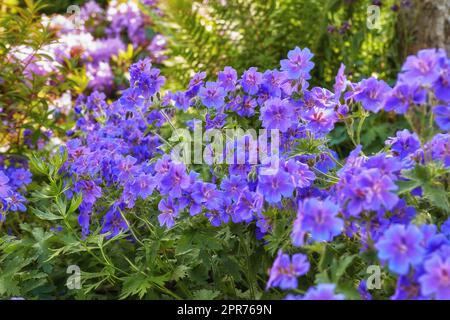 Lila Blumen wachsen in einem Frühlingsgarten. Viele helle, blühende Pflanzen im Kontrast zu einem grünen Park. Bunte Blüten in einem Zierstrauch. Wunderschöne, mehrjährige Pflanzen, die in der Natur gedeihen Stockfoto