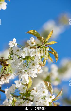 Reine weiße Mirabelle oder Prunus Domestica Blumen, die auf einem Pflaumenbaum in einem botanischen Garten von unten blühen, vor einem blauen Himmelshintergrund mit Kopierraum. Nahaufnahme der im Frühling wachsenden Pflanzen Stockfoto