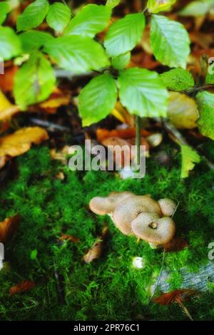 Nahaufnahme von Pilzen, die in einem grünen Wald wachsen. Kleine weiße Pilze, die unter Moosflechten vom Boden unter einer Baumpflanze gedeihen. Gruppe essbarer Wildsprossen zwischen grünen Plantagen Stockfoto