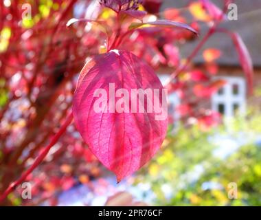 Die roten Herbstblätter blühen in der Sonne und die Sonnenstrahlen scheinen hindurch. Naturszene Nahaufnahme eines rosafarbenen Blatts, das vom Wind und Herbst geblasen wird, mit einem verwackelten bunten Bokeh-Hintergrund in einem Garten Stockfoto