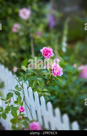 Rosenbusch mit rosa Blumen von oben, wächst in einem Garten neben einem weißen Lattenzaun auf einem verschwommenen Hintergrund. Zarte, helle Blüten auf einer Dornpflanze in einem ländlichen Hinterhof des Landes Stockfoto