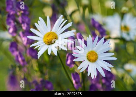 Zwei weiße Gänseblümchen blühen in einem Garten. Blütenköpfe mit gelben Zentren blühen in einem botanischen Garten oder Park an einem sonnigen Tag im Frühling. Marguerit und andere violette Pflanzenarten in der Natur Stockfoto