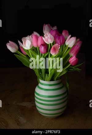 Pinke Tulpen in Keramikvasenhalter isoliert vor schwarzem Hintergrund im Studio mit Kopierraum. Eine Topfpflanze voller lebendiger, blühender Blumen, die die Liebe symbolisieren. Süße Geste zum Valentinstag Stockfoto