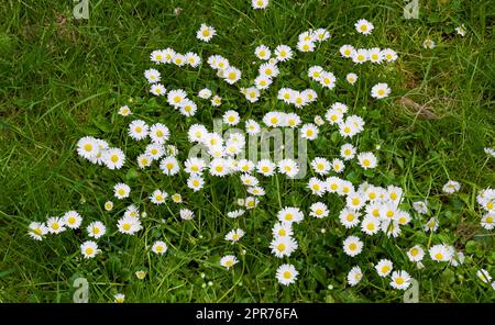 Blick von oben auf viele Gänseblümchen, die im Garten im Sommer wachsen. Blühende Pflanzen blühen in ihrer natürlichen Umgebung im Frühling von oben. Gänseblümchen blühen in der Natur. Flora auf einer Wiese Stockfoto