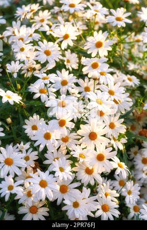 Blick auf eine blühende, lange Gänseblümchen. Blume mit Stiel und gelber Mitte in Blüte und SpäthFrühling erstaunliches Grünfeld an einem hellen sonnigen Tag. Eine Gruppe weißer Blumen, die im Sonnenlicht leuchten. Stockfoto