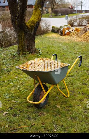 Eine Schubkarre mit Holzschnitzeln im Gartenhintergrund. Milch oder Rinde, die im Frühjahr als Kompost auf üppigem grünem Gras verwendet wird. An einem sonnigen Tag wird die Gartenanlage vor dem Haus mit Gartengeräten gestaltet Stockfoto