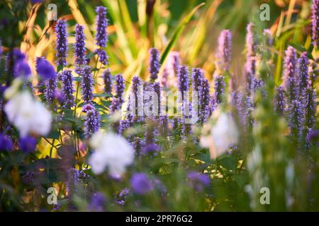 Blühende Ysop-Pflanzen in einem Garten. Lupinenfeld mit weißen Blumen und gemischten Pflanzen an einem sonnigen Tag. Selektivfokus auf lavendelfarbene Lupine. Sommerblüte Lupinen und andere Blumen auf einer Wiese. Stockfoto
