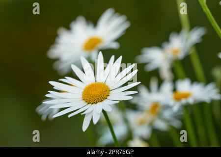 Gänseblümchen wachsen in einem Garten vor einem verschwommenen Hintergrund. Nahaufnahme einer mehrjährigen blütenpflanze aus marguerite auf einem Grasfeld im Frühling. Weiß fl Stockfoto