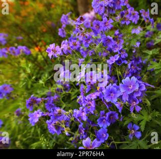 Ein Haufen wunderschöner, zarter Holzkrane, die Blüten einer Irisblume und eines violetten Geraniums im Park. Ein blühender Kranich in einem botanischen Garten. Eine blühende lila Blume im Garten in der Mittagssonne. Stockfoto