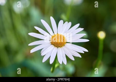 Draufsicht einer einzelnen Gänseblümchen, die im Sommer in einem Kinderzimmer wächst. Eine mehrjährige Blütenpflanze von marguerite auf einem Grasfeld im Frühling von oben. Wunderschöne weiße Blume, die in einem Garten blüht Stockfoto