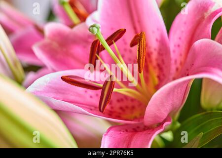 Eine Nahaufnahme der rosa Lilienblüte in einem Strauß leuchtender Blüten. Frisches rotes Blumenmuster mit grünen Blättern und Blütenblättern. Ein elegantes Geschenk aus farbenfrohen Knospen und Blüten. Ein Haufen beeindruckender orientalischer Lilien Stockfoto