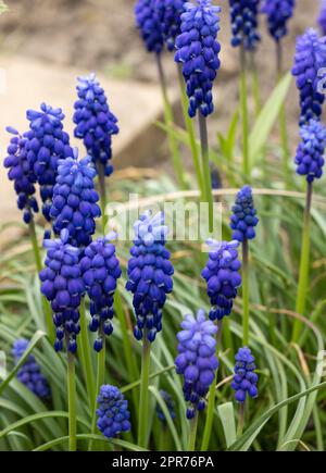 Traubenhyazinthe Muscari Armeniacum Blüte Im Frühjahr. Stockfoto