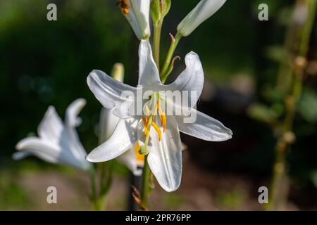 Weiße Lilie mit zarten Blütenblättern im Garten Stockfoto