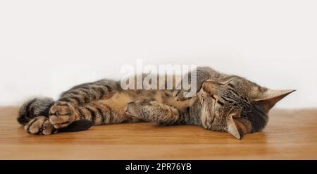 Die faule Katze, die auf dem Holzboden lag, lag auf einem weißen Wandhintergrund mit Kopierraum. Niedliches kleines Haustier schläft zu Hause. Süße, pelzige, haarige Katze schnurrt bequem Stockfoto