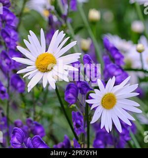 Blick von oben auf Gänseblümchen, die auf einer grünen Wiese inmitten der violetten Flora wachsen. Mehrjährige Blütenpflanzen von Marguerite auf einem Grasfeld im Frühling von oben. Wunderschöne weiße Blumen blühen im Garten Stockfoto