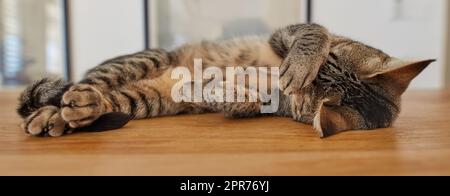 Süße Tabby-Katze, die zu Hause auf einem Tisch schläft. Lustige Haustier-Kurzhaar liegt auf einer Holzfläche und entspannt sich drinnen. Ein bezauberndes, verwöhntes, braunes Kätzchen, das sein Gesicht beim Schlafen mit einer Pfote bedeckt Stockfoto
