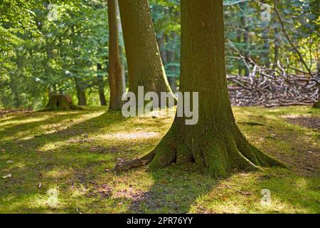 Malerischer Blick auf moosbedeckte Eichen in einem abgelegenen Wald und Wald in Schweden. Entwaldung von Baumstämmen auf einem leeren Feld im Sommer. Sammeln von Holz für Möbel und Wärme- und Energiequelle Stockfoto