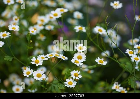 Gänseblümchen wachsen auf einer grünen Wiese von oben. Blick von oben auf die blühenden Pflanzen von marguerite auf einem Feld im Frühling. Viele weiße Blumen blühen im Sommer in einem Garten. Flora blüht in der Natur Stockfoto