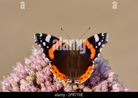 Ein wunderschöner Gartenschmetterling, der auf der Maharblume sitzt. Nahaufnahme eines bewundernswerten Roten mit weit geöffneten Flügeln. Makro-Nahaufnahme eines farbenfrohen Tieres in einem Park. Bunter Schmetterling, der auf Mahar bestäubt. Stockfoto