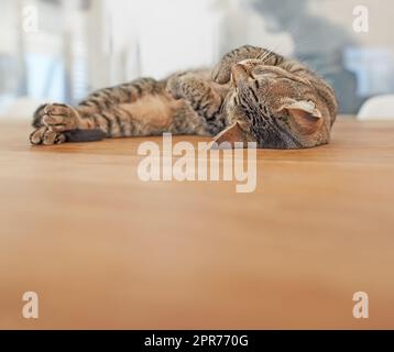 Eine süße, müde Katze, die sich nach dem Spielen den ganzen Tag auf einem Tisch in einem Heim entspannt. Faules Haustier, das sich nach dem ganzen Tag bequem ausruht. Eine niedliche, kuschelige Katze, die ruhig auf dem Rücken liegt und sich ausruht Stockfoto