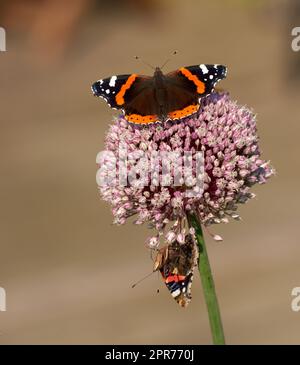 Zwei rote Admiral-Schmetterlinge auf wildem Lauch- oder Zwiebelblüten mit Hintergrund im Heimgarten. Nahaufnahme von vanessa-atalanta-Insekten, die auf einer riesigen Allium-Ampeloprasum- oder Polyanthum-Pflanze sitzen Stockfoto