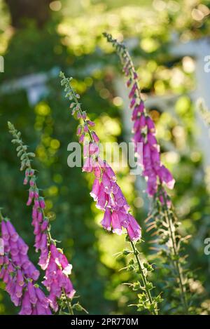 Lila oder pinkfarbene Foxhandschuhblumen blühen in einem Garten. Zarte violette Pflanzen, die auf grünen Stämmen in einem Garten oder Arboretum wachsen. Digitalis Purpurea in voller Blüte an einem sonnigen Sommertag Stockfoto