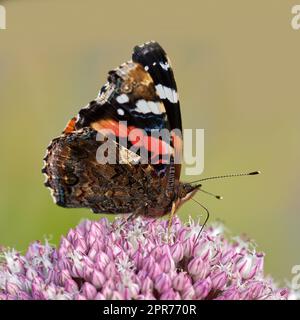 Wunderschöner roter Admiral oder vanessa atalanta Schmetterling in einem sonnigen Garten mit Kopierraum. Nahaufnahme eines fliegenden Insekts mit bunten Flügeln, die sich von süßem Nektar ernähren, um draußen eine rosa Blume zu bestäuben Stockfoto