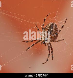 Unter der Nahaufnahme eines Walnusswebers in einem Netz, isoliert vor einem weißen orangefarbenen Hintergrund. Gestreifte, braun-schwarze Spinne. Die Nuctenea umbratica ist ein nützliches Arachnid aus der Familie der Araneidae Stockfoto