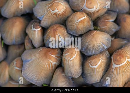 Eine Nahaufnahme von vielen in freier Wildbahn wachsenden Tintenkappen-Pilzen mit Details der braunen Texturen und Muster. Rohe und frische genießbare Pilze mit Inky Caps in Hülle und Fülle, die im Freien in einem Garten oder auf einer Farm angebaut werden Stockfoto