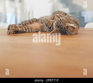 Kopierraum mit einer süßen Katze, die schläft. Ein liebenswertes Hauskatzen, das ein gemütliches Nickerchen macht. Ein komfortables, weiches und kuscheliges Katzentier schläft tief ein und genießt einen entspannten Nachmittag. Müde Kätzchen, entspannend Stockfoto