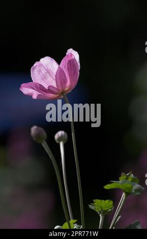 Eine rosafarbene japanische Anemonblume mit Blütenblättern, Stamen und Pollen. Wunderschöne violette Pflanzen, die vor einem dunklen Naturhintergrund blühen. Helle Wildpflanze, die in einem Garten wächst Stockfoto