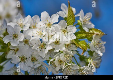 Weiße Mirabelle oder Prunus Domestica Blüten, die im Frühling von unten auf einem Pflaumenbaum in einem Garten blühen. Nahaufnahme frischer und empfindlicher Obstpflanzen, die vor einem blauen Hintergrund in der Sonne wachsen Stockfoto