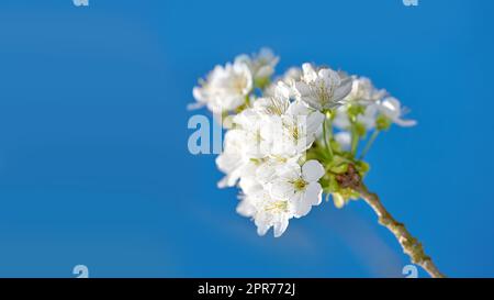 Weiße Mirabelle oder Prunus Domestica Blüten, die auf einem Pflaumenbaum in einem Garten von unten blühen. Nahaufnahme frischer und empfindlicher Obstpflanzen, die im Frühjahr vor blauem Himmel wachsen, mit Kopierraum Stockfoto