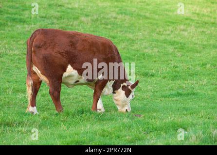 Zuchtrinder für die Rinderhaltung auf einer Wiese zur Erzeugung von Milch oder Rindfleisch. Viehweiden zur Futtergewinnung auf Freiland in der Natur. Kopieren Sie Platz mit einer Kuh, die an einem sonnigen Tag im Freien Gras auf einem Feld isst Stockfoto