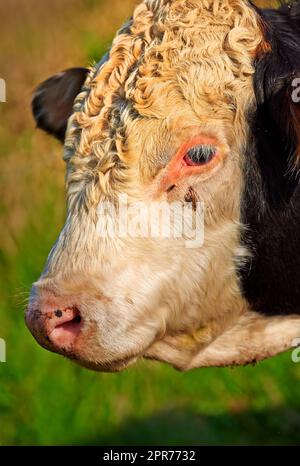 Kopf einer Kuh auf einem grünen Feld an einem sonnigen Sommertag. Bullen stehen auf einer Rinderfarm oder einer üppigen Wiese. Ein weißer und schwarzer Ochse allein auf einem Milchviehbetrieb oder Grünland. Eine Rasse von einer hornlosen Kuh Stockfoto