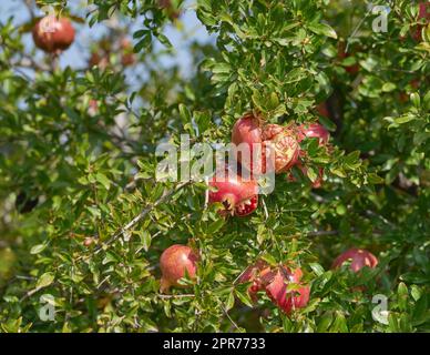 Eine Naht roter Granatäpfel, die an einem Sommertag auf einem Baum in einem Obstgarten wächst. Zoomen Sie auf das Bersten überreifer Früchte in einem Garten oder Garten mit Kopierbereich. Süßer Wintersnack bereit für die Ernte Stockfoto