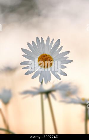 Nahaufnahme einer Gänseblümchen oder marguerite, die bei Sonnenuntergang in einem Garten blühen. AF weiße Blume mit gelbem Pistil im Feld draußen während des Sommertags. Eine blühende Pflanze, die im Frühling im Garten und Garten wächst Stockfoto