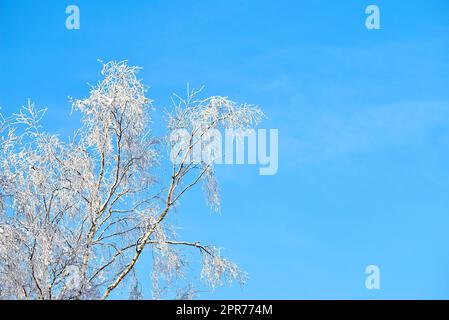 Äste eines von Schnee bedeckten Baumes an einem sonnigen Tag vor einem blauen Himmel mit Kopierraum. Gefrorene Zweige und Blätter. Im Folgenden finden Sie Details zu frostigen Ästen an einem Baum im Wald. Frischer Schneefall im Wald Stockfoto