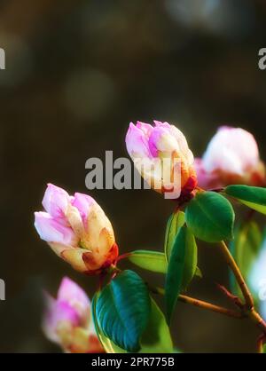 Im Frühling draußen in einem Park blühen rosa Blüten. Rhododendron blüht kurz davor, sich zu öffnen und wächst in einem Busch vor einem verschwommenen dunklen Hintergrund in einem botanischen Garten. Neues saisonales Wachstum Stockfoto