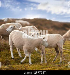 Schafherde auf einer Wiese auf üppigem Ackerland. Rasierte, gewölbte Schafe, die Gras auf einem Feld fressen. Wildtierweiden im Rebild-Nationalpark, Dänemark. Organisches Hammel aus Freilandhaltung Stockfoto