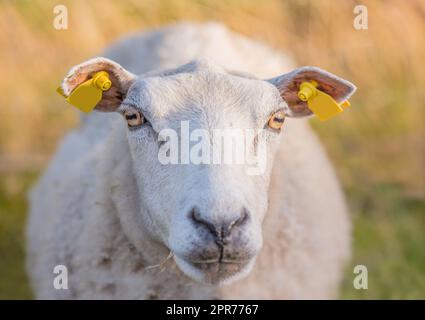 Schafe grasen bei Sonnenuntergang auf einer Heidenwiese im Rebild-Nationalpark, Dänemark. Ein wolliges Schaf läuft und isst Gras auf einem blühenden Feld oder einem Weideland. Freiland-Hammelfarm Stockfoto